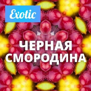 Exotic ЧЕРНАЯ СМОРОДИНА 10мл